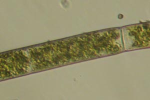 Chlorophyte