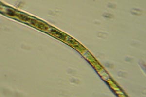 Chlorophyte