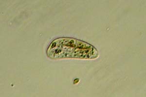 Ciliate