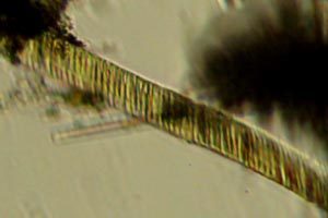 Diatoms