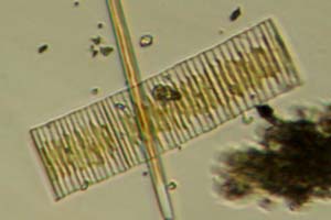 Diatoms