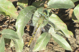 Pale snaketail dragonfly