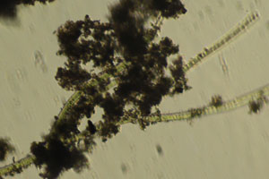 Cyanobacteria