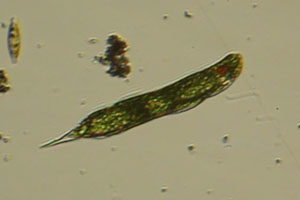 Lepocinclis