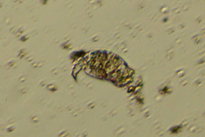 Colurella
