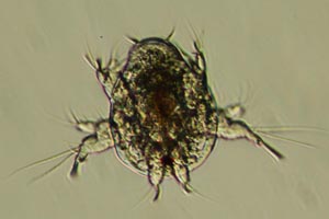 Copepod larva