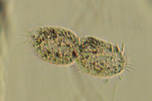 Spirotrich dividing