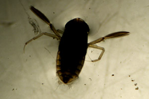 Water bug larva