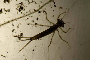 Damselfly larva