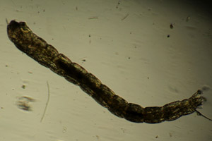Midge larva