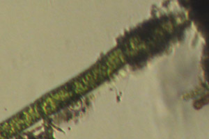 Chlorophyte