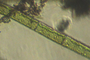Chlorophyte