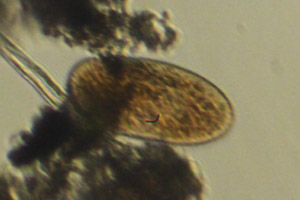 Ciliate