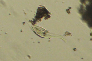 Pleurostome