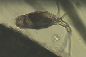 Trichotria