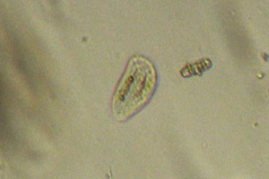 Phyllopharyngea