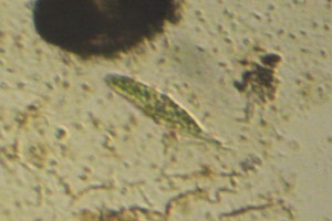 Ciliate