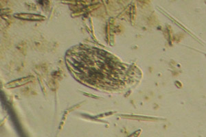 Phyllopharyngea