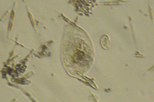 Phyllopharyngea