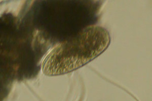 Ciliate