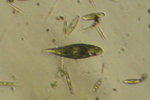 Euglenid