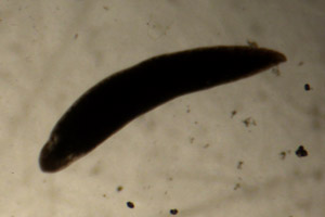 Flatworm