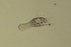 Chaetonotus