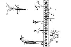 Figure by Antonie van Leeuwenhoek