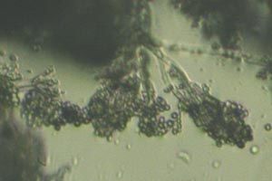 Penicillium