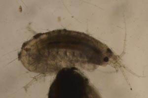 Amphipod