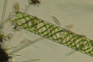 Spirogyra