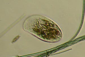 Phyllopharyngea