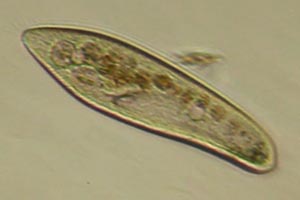 Paramecium