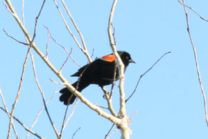 Red-winged blackbird