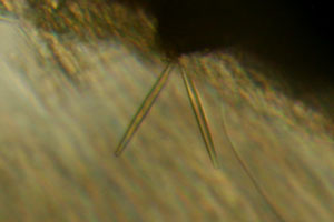 Diatoms