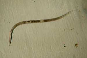 Roundworm