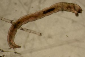 Midge larva