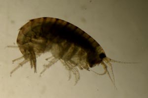Amphipod