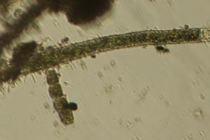 Chlorophyte