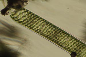Spirogyra