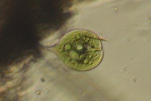 Possibly dead Phacus