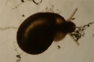 Ramshorn snail