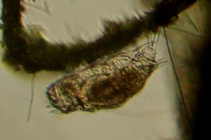 Mytilina