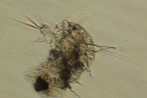 Copepod larva