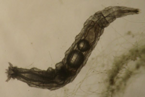 Marsh fly larva