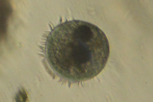 Ciliate