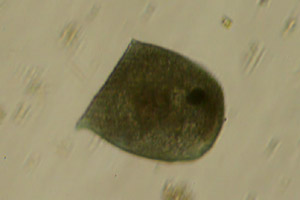 Ciliate