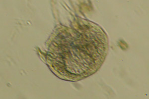Ciliate