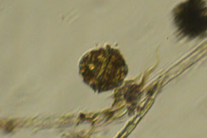Dinoflagellate