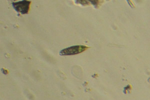 Euglenid